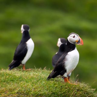 Westman islands
