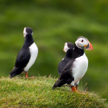 Westman-islands
